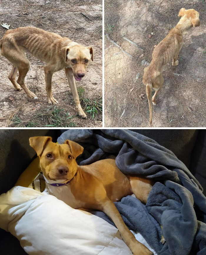 Esta es Tilly hace 4 meses vs. hoy. Estará bien alimentada y se lo tomará con calma a partir de ahora