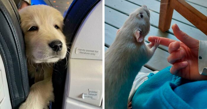 40 Fotos reconfortantes de animales para que tengas un buen día (nuevas fotos)