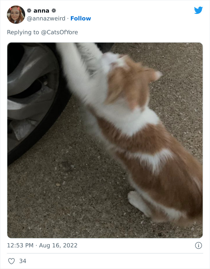 Los gatos destrozando cosas no son un problema moderno, como muestran estas 24 imágenes a través de la historia