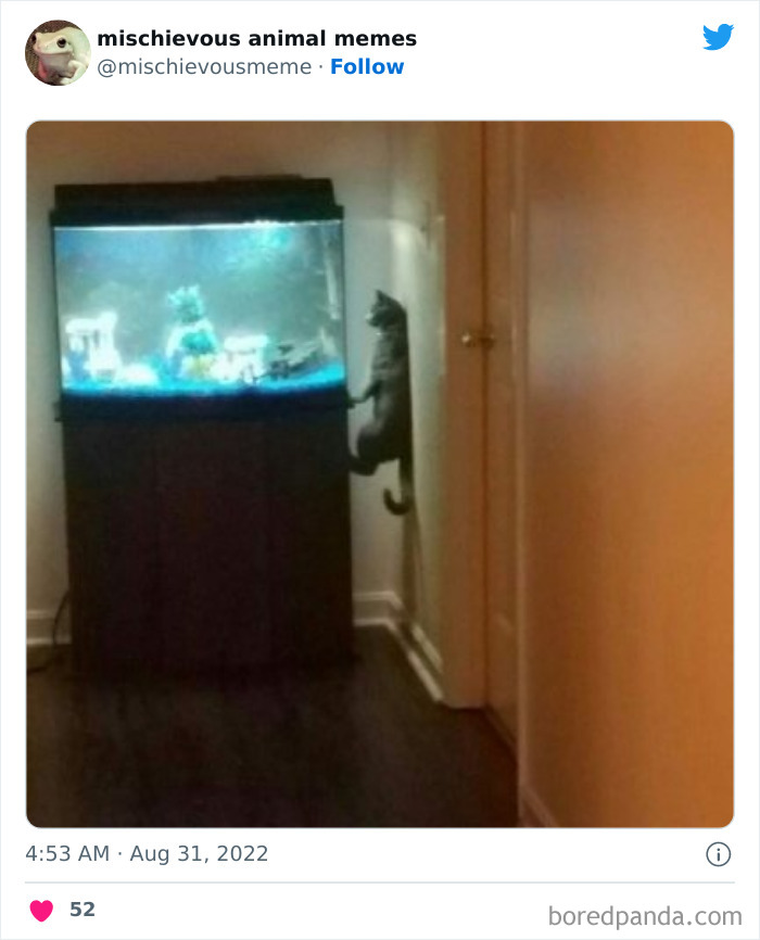 This Twitter Page Is Dedicated To Mischievous Animal Memes, Here Are 35 Of The Funniest Ones