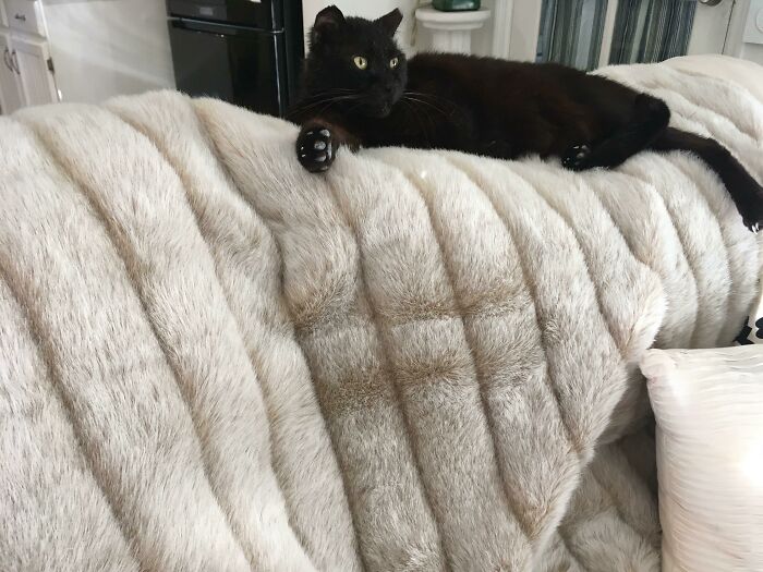 2$ me costó la manta de piel falsa... el gato callejero era gratis