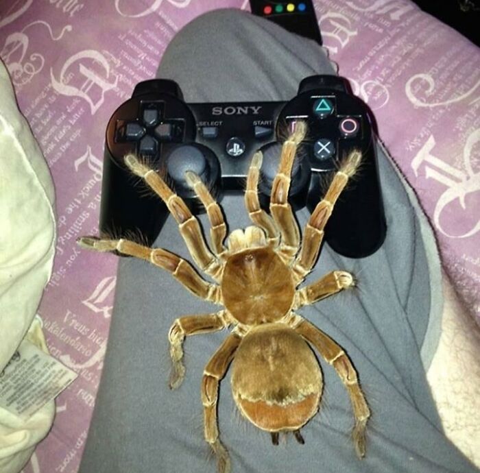 Araña gamer