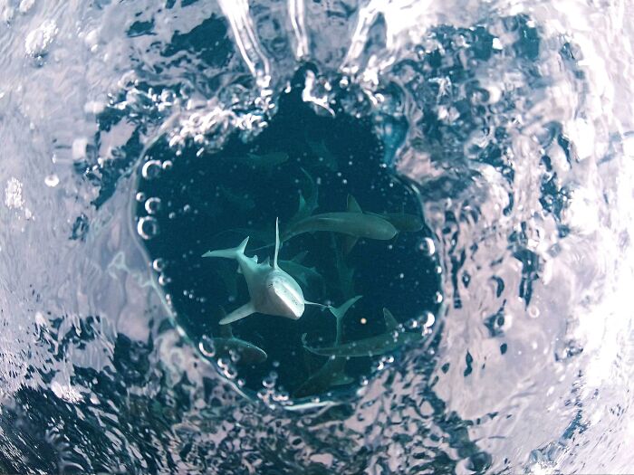 Nadando entre tiburones trozo y tortugas, parte de mi cámara se quedó fuera del agua y un tiburón vino a por mi porque pensaba que la cámara era comida
