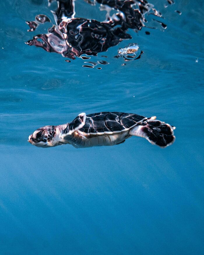Bebé tortuga