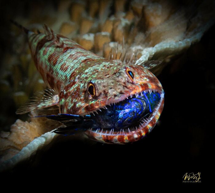 Foto macro en Cebu, Filipinas
