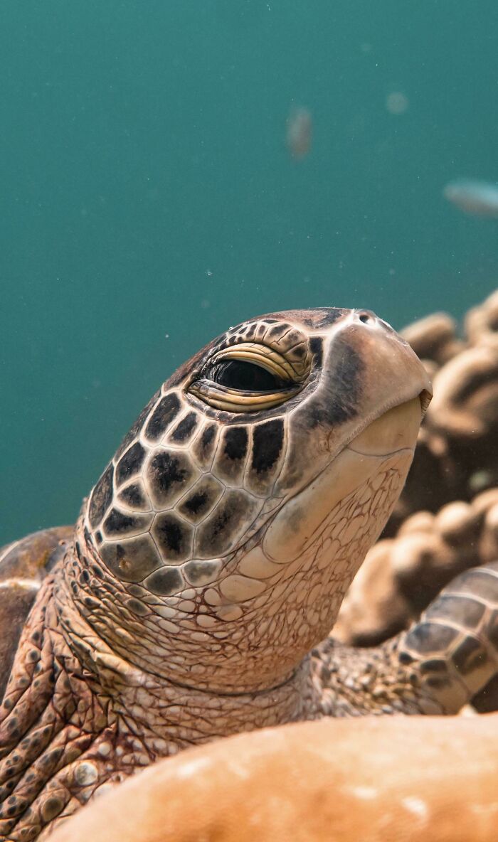 Buceando en las Maldivas encontré a esta bella tortuga