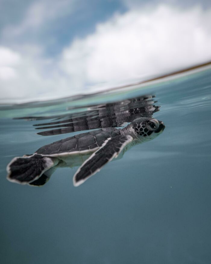 Una de mis fotos favoritas de tortugas