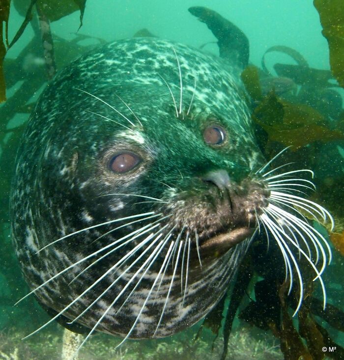 Compañero de buceo