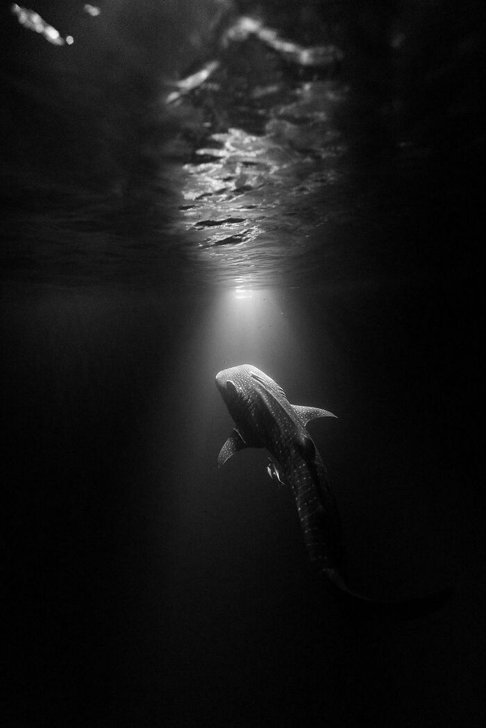 Tiburón ballena