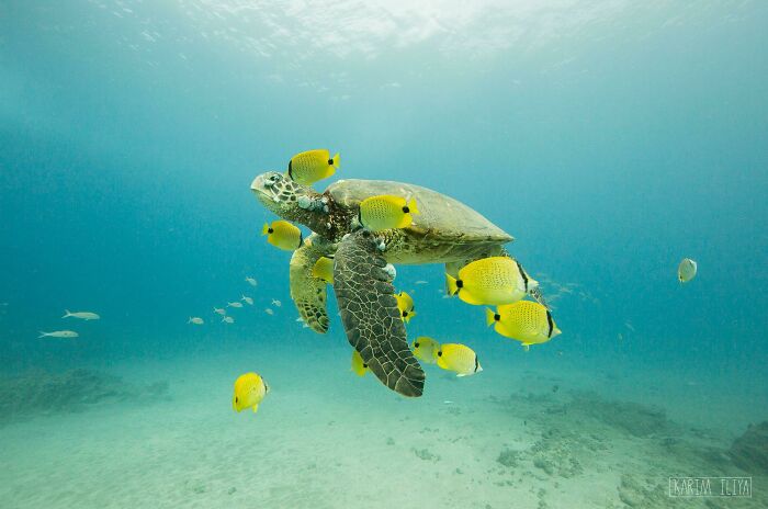 Tortuga verde hawaiana y sus amigos peces