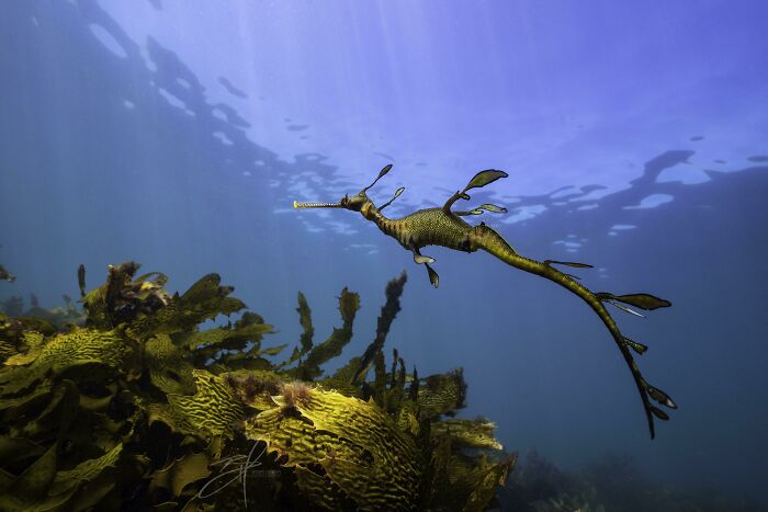 Dragón de mar foliáceo