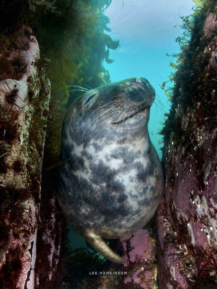 Aguas de las islas Farne, a 12 grados pero mereció la pena