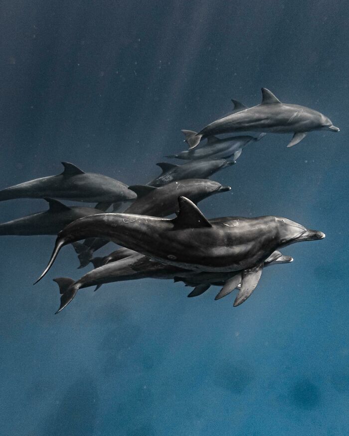 Delfines nariz de botella