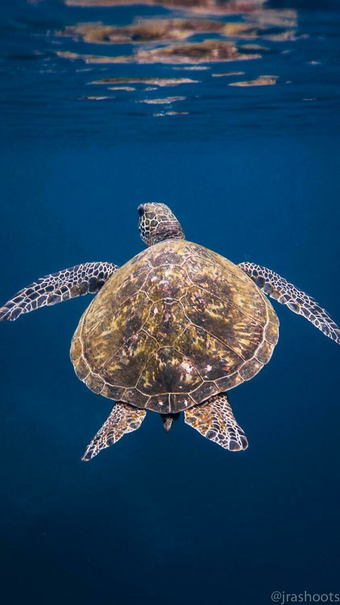 Tortuga en Oahu, Hawai