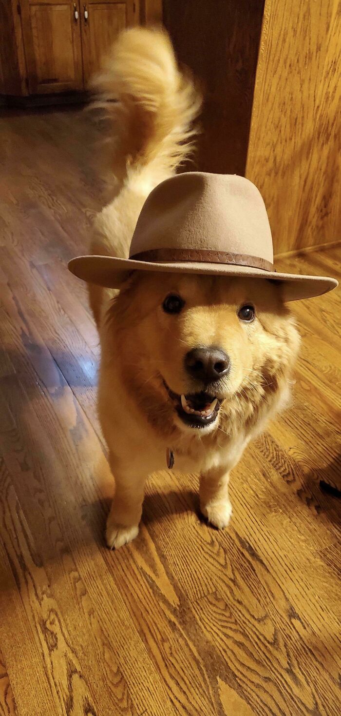 Perro vaquero (compañero). Ayuda a combatir, inflige un daño de 50 por golpe y cura a su dueño con su ternura