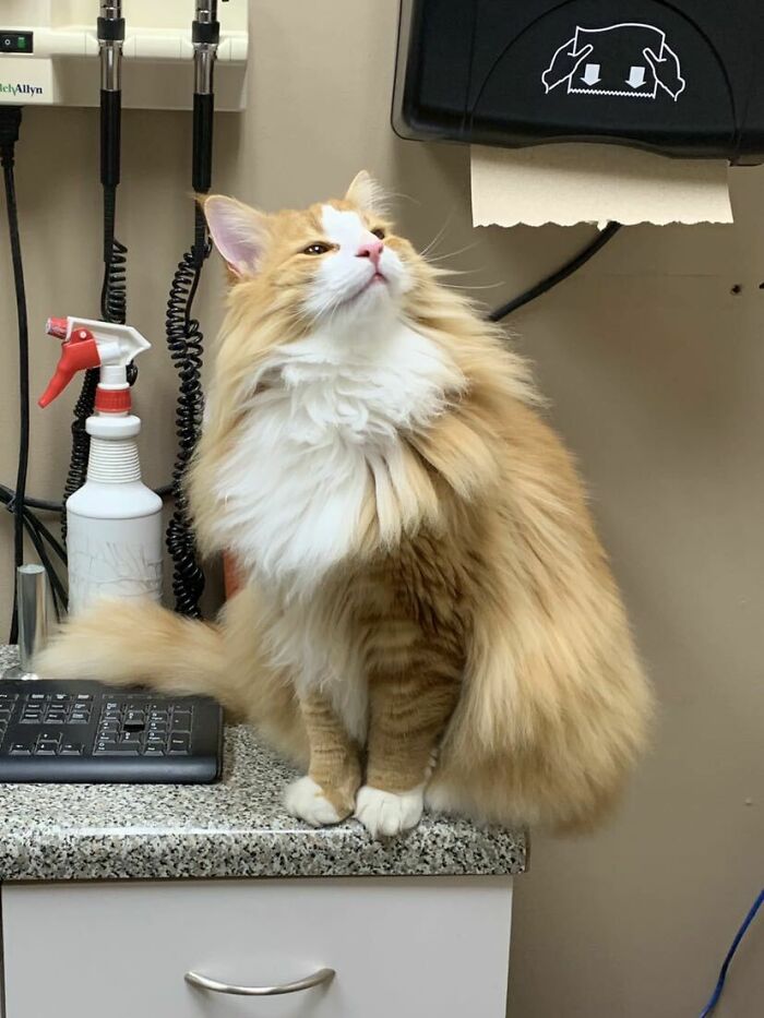 Dylan, un gato bosque de Noruega de 11 meses. Nuestro veterinario lo llevó por toda la oficina para que el resto del personal lo acariciara y le sacara fotos. Él se sentía muy orgulloso