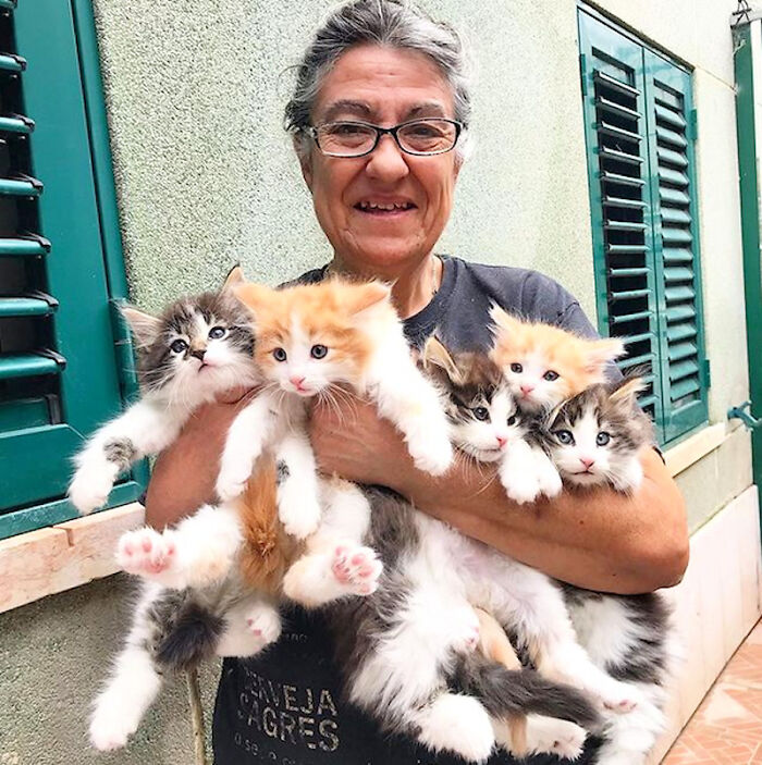 Un puñado de gatitos bosque de Noruega