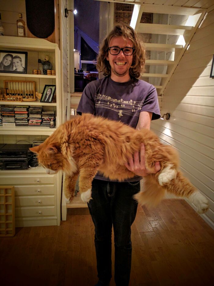 ¡Conozcan a Odín, un gato bosque de Noruega!