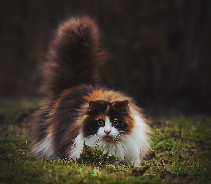 Mille, la gata bosque de Noruega