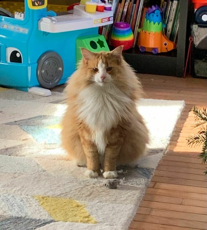 Dylan, un gato bosque de Noruega de 2 años. Rey de la zona de juegos, asesino de ratones de tela