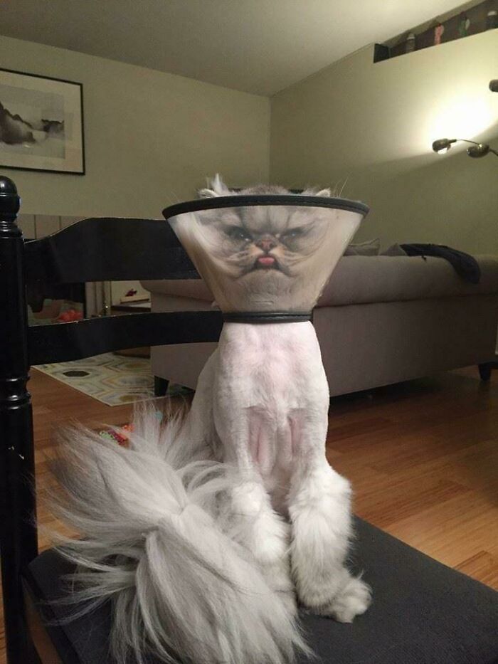 Mi gato después de la cirugía 