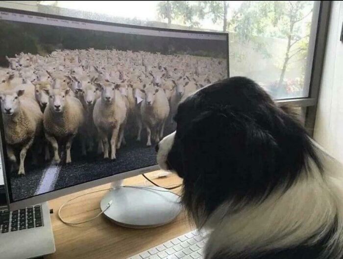 Un Border Collie trabajando desde casa 