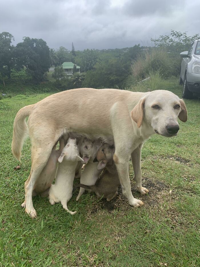 Amamanta a sus 7 cachorros