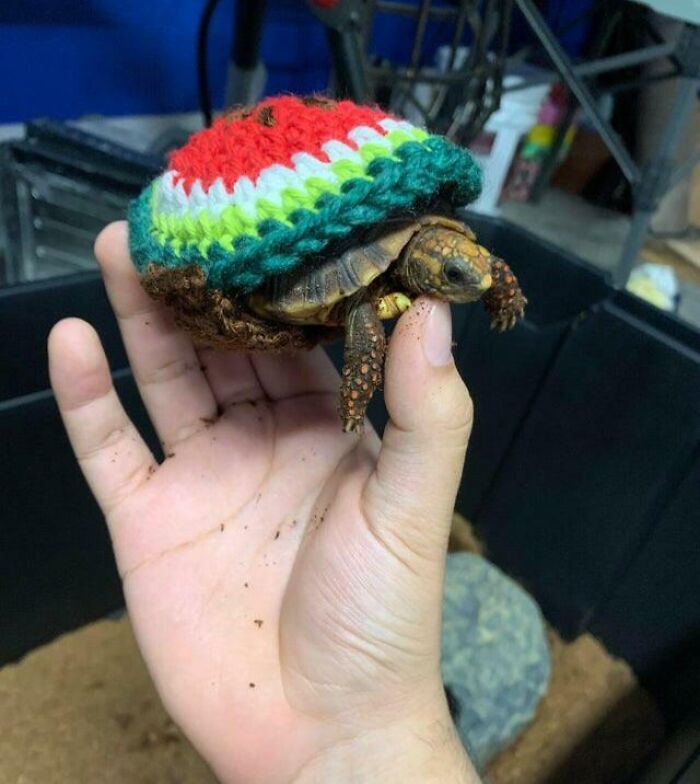 Mi abuela no quería que yo tuviera una tortuga. Ahora llego a casa y veo a mi tortuga usando un suéter de sandía