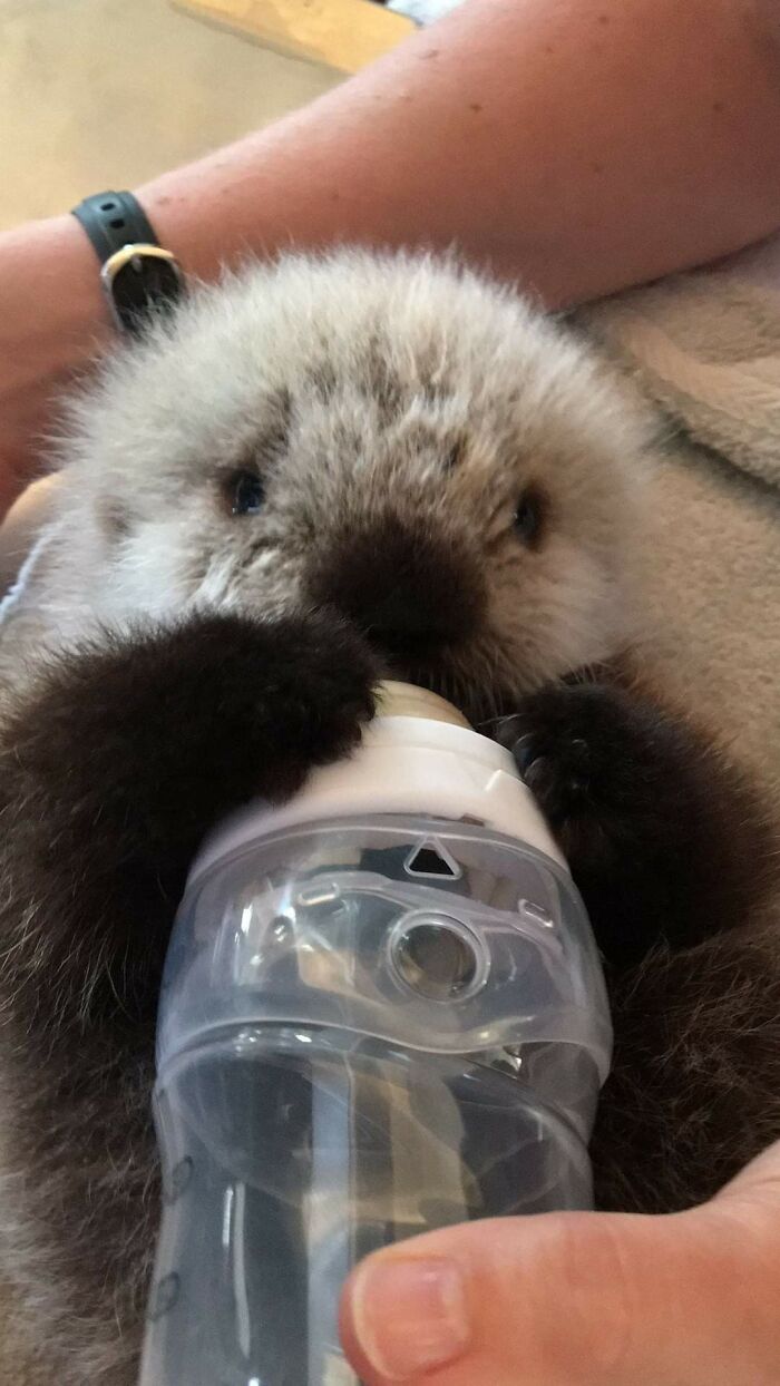 Nutria marina bebé