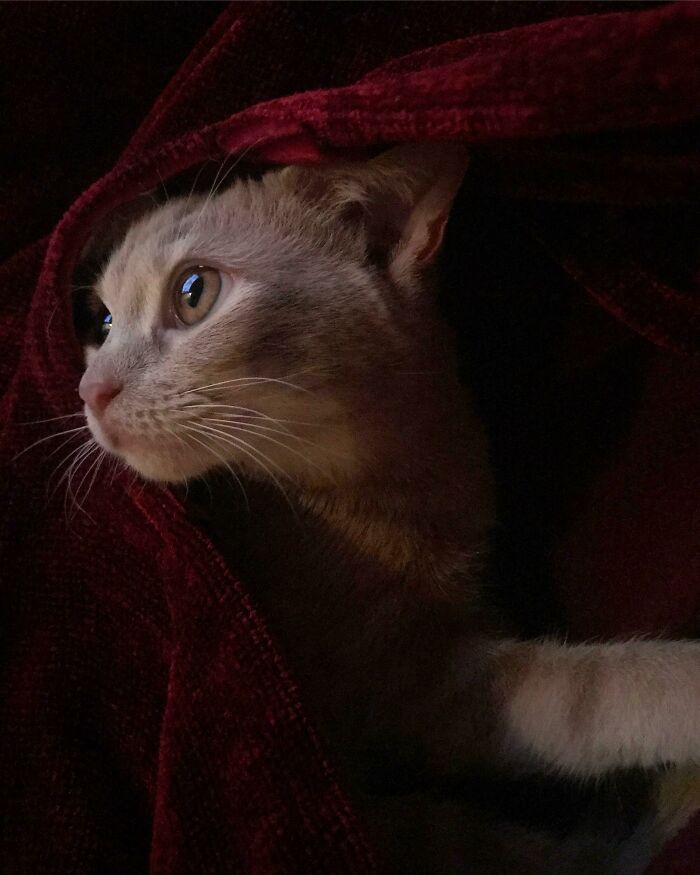 Reddit, ¡conoce a Amber! ¡Mi Reina del Renacimiento!