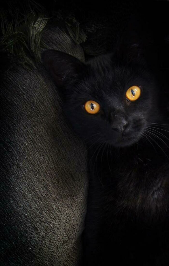 El gatito de mi madre solía apoyarse en la almohada del sofá para que le frotaran la barriga. Era un gatito paciente