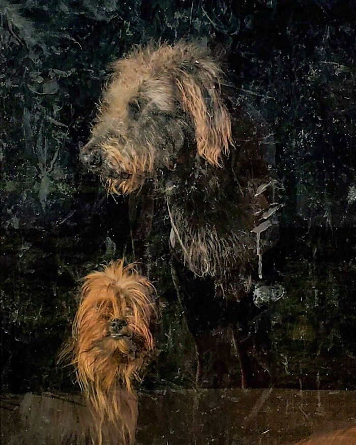 Los perros a través de una puerta de cristal sucia parecen un cuadro antiguo