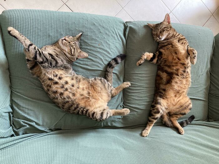 A mis gatos les gusta dormir en posiciones muy extrañas