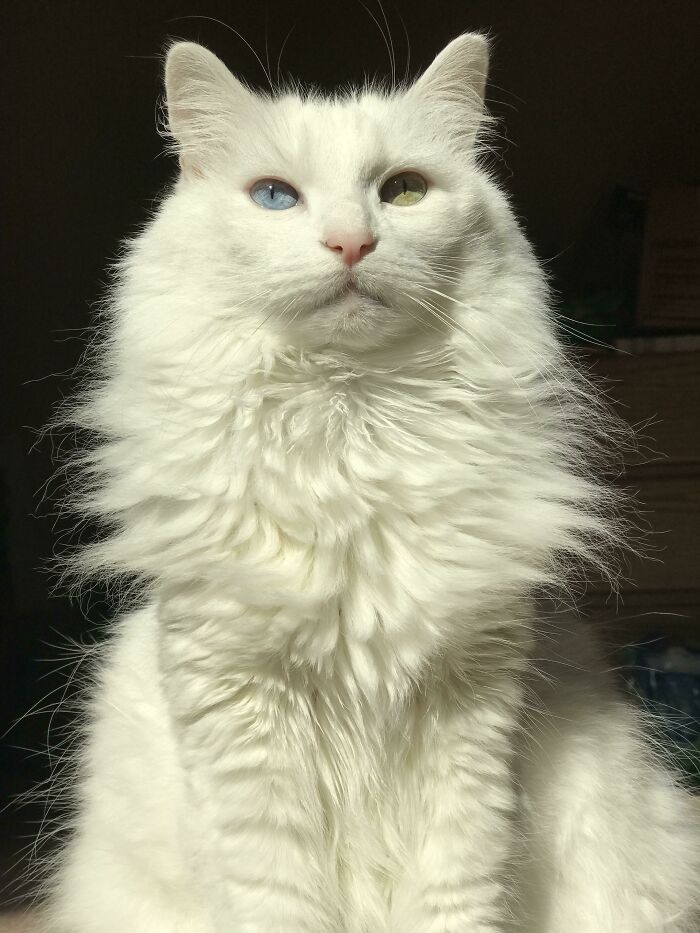 Honestamente cualquier foto de Ángel es majestuosa pero esta es un estado de ánimo extra grande