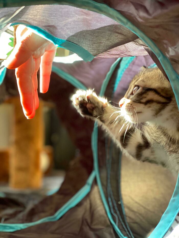 La creación del gatito