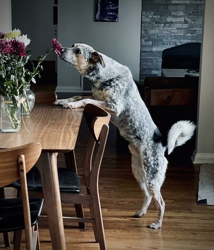 Perro pastor con flores