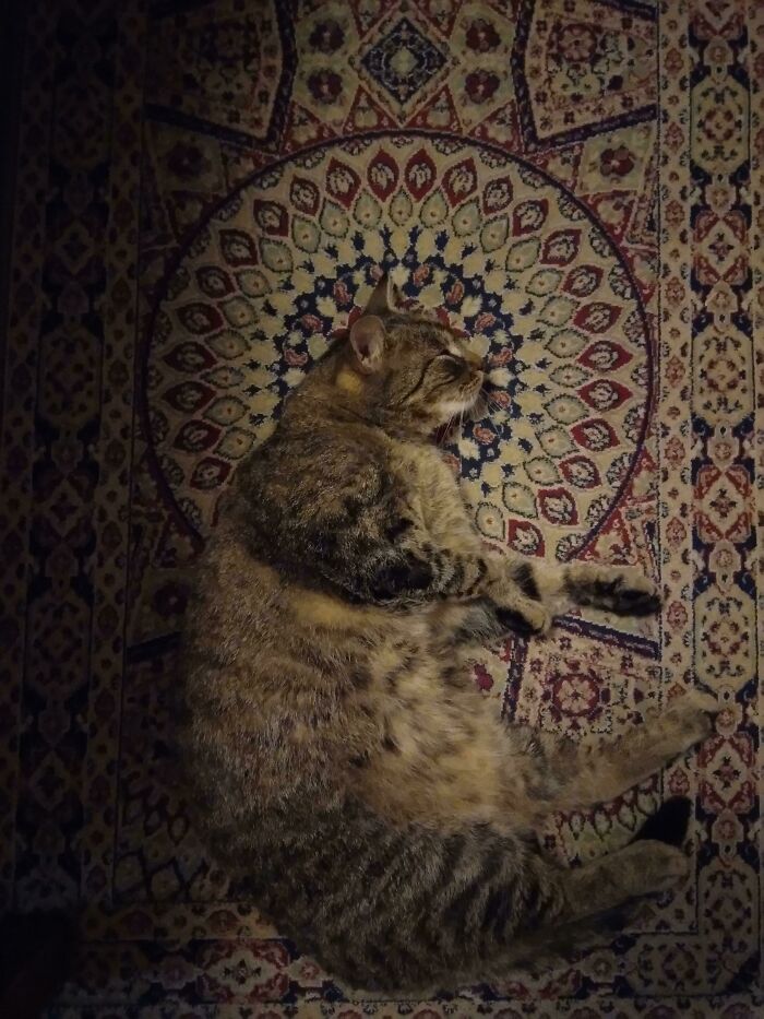 Mi gato se convirtió en santo últimamente, un amigo dijo que debía estar aquí