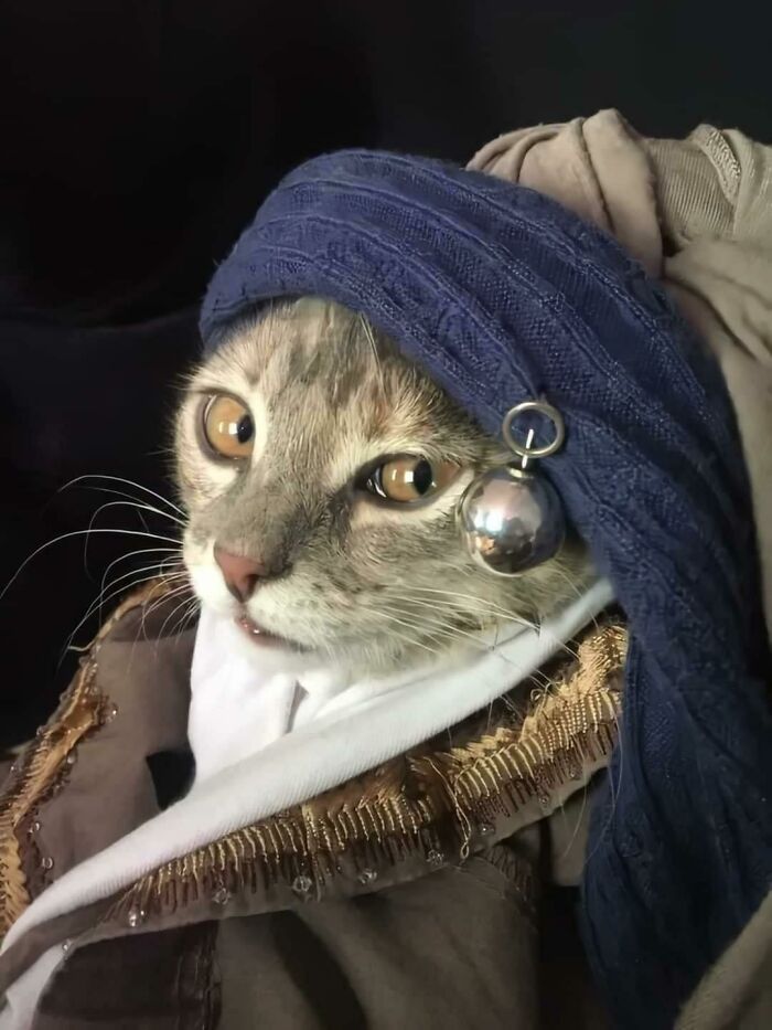 El gato de la perla