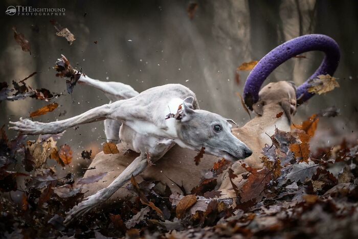 El anillo - Por Szilárd Simkó (el fotógrafo de galgos)