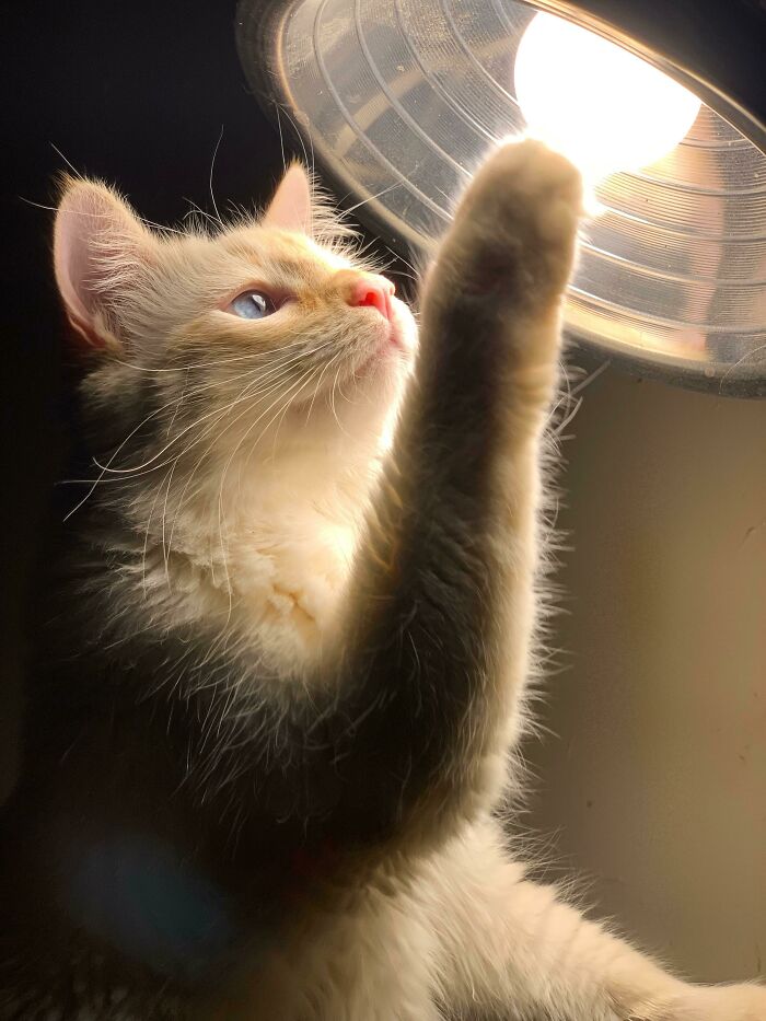 Ícaro y el sol