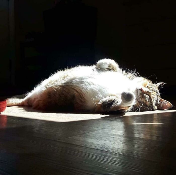 Chonk en la luz