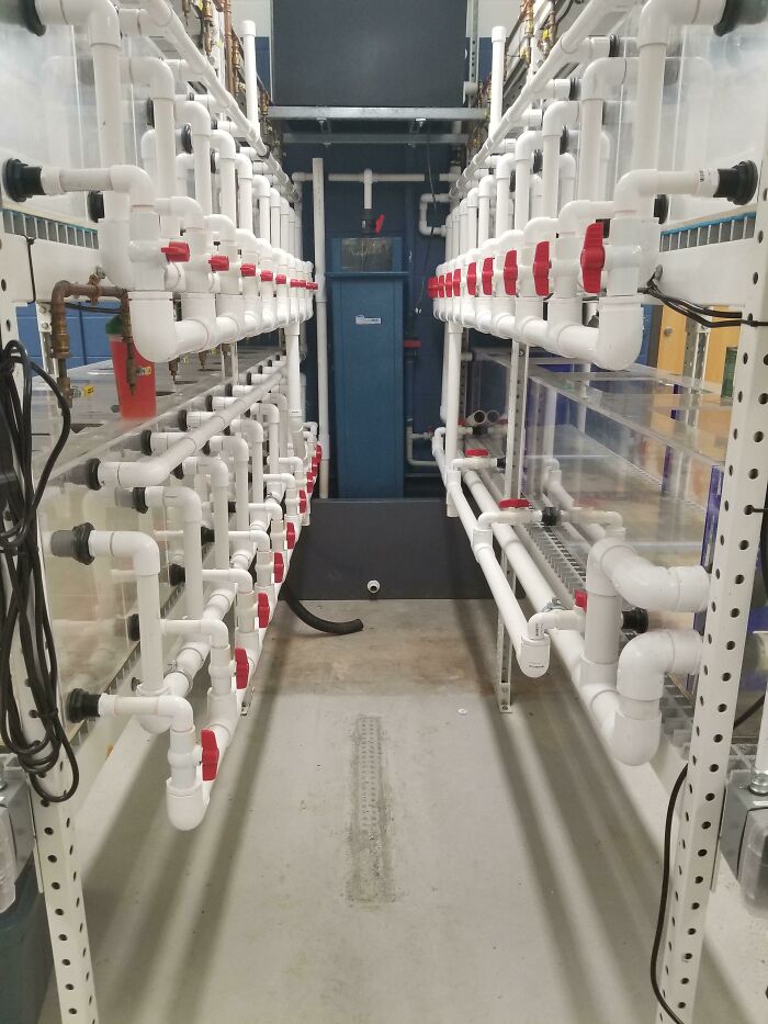 Una sala de acuario que instalé. 31 tanques con aire, recirculación de agua, desbordamiento y drenaje individuales