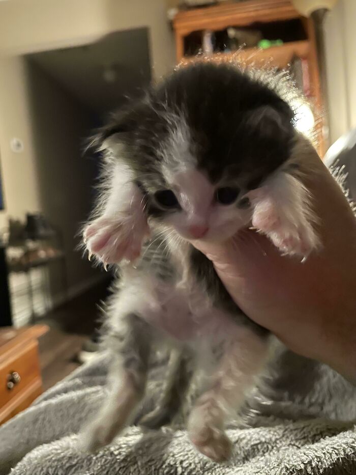 Solo una actualización para quien le interese. Este es el pequeño amigo que saqué del espacio de carga inundado ayer. Está siendo alimentado con biberón y se está recuperando. Se ve sano y feliz.