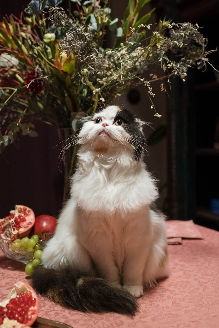 Lola la gata lolita