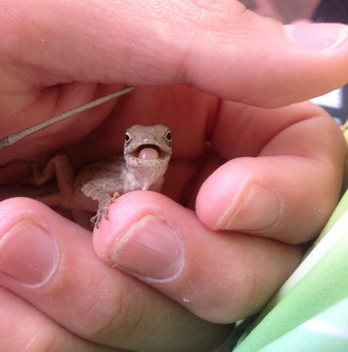 A mi me parece adorable