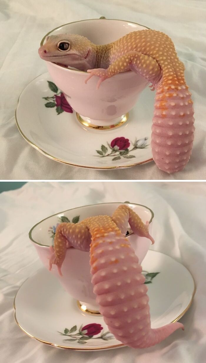 Cabe en la taza