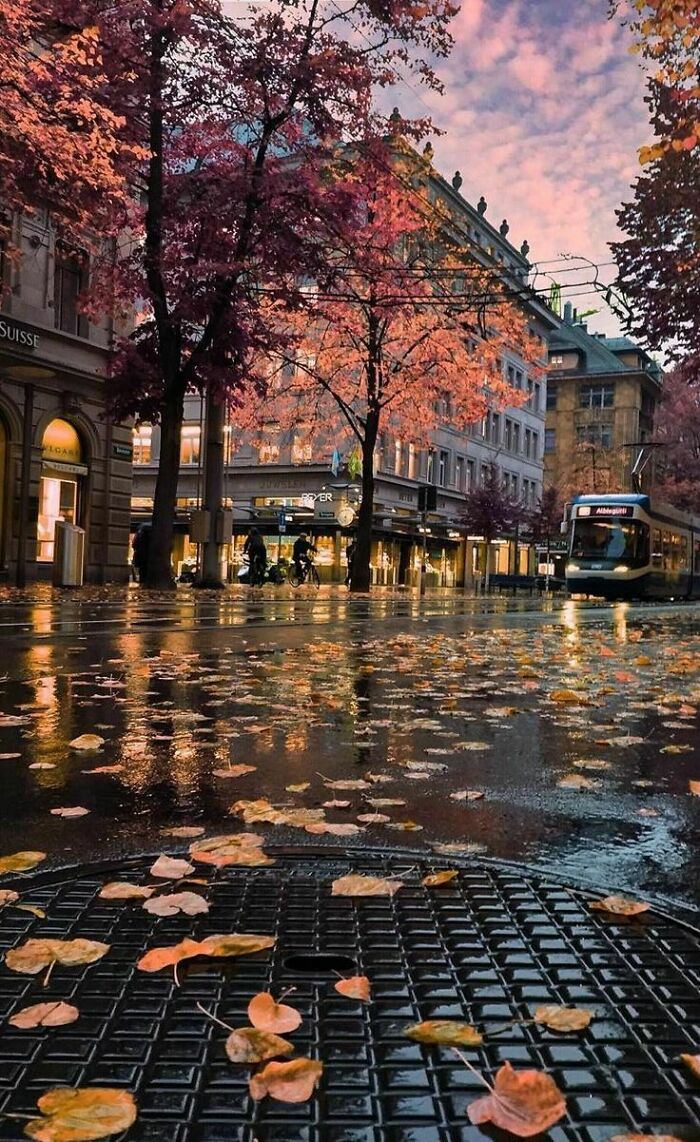 Hojas caídas después de la lluvia