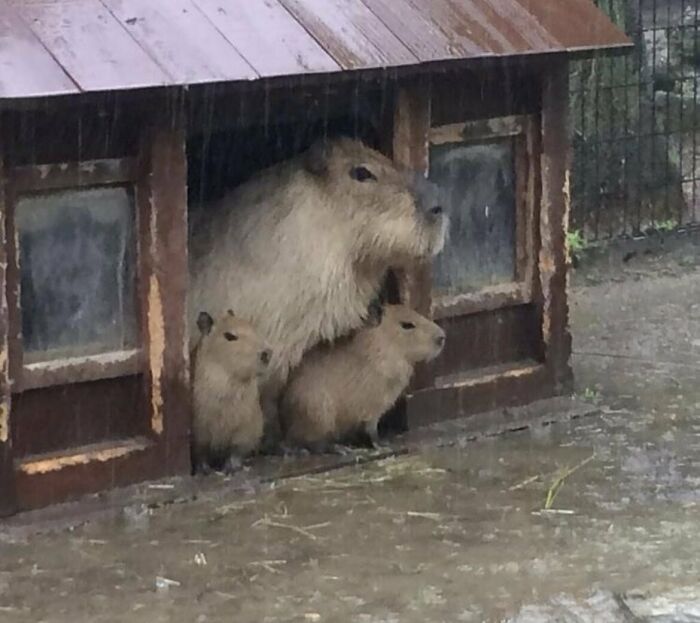 Una familia de carpinchos esperando que deje de llover
