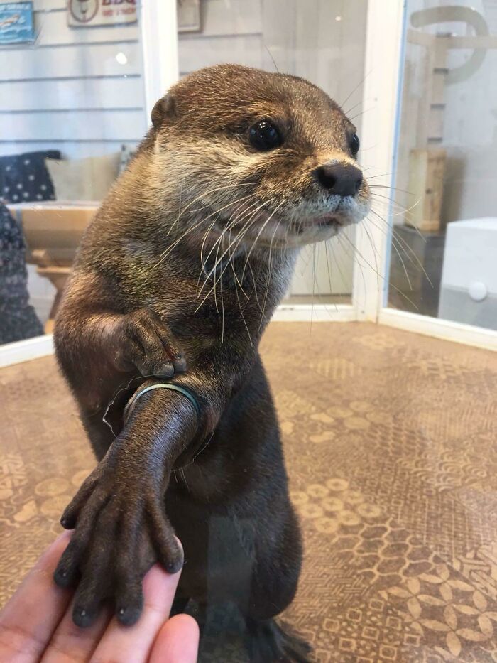 Experiencia práctica con una nutria