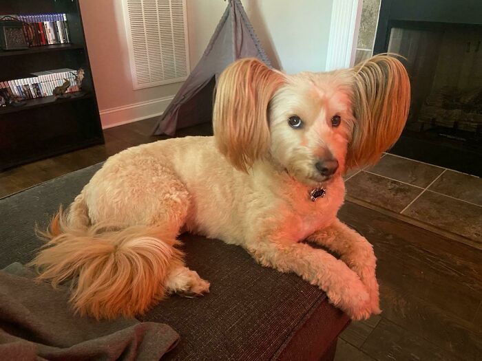 ¿Valen los perros?